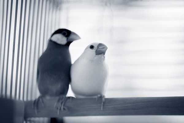 Un par de pájaros en una jaula.