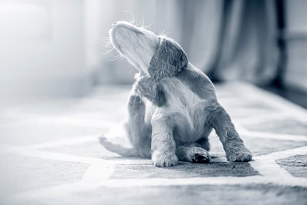 Un perro sentado en una alfombra.