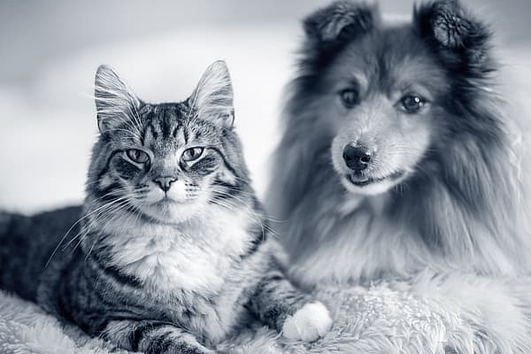 Un gato y un perro acostados sobre una manta.