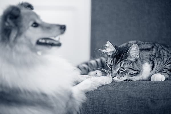 Sheltie y gato con rayas
