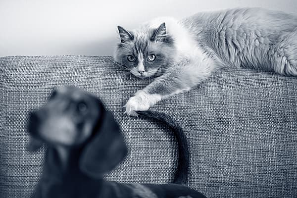 Un gato acostado en un sofá.