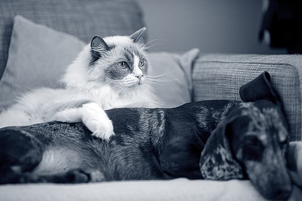 Un gato acostado en un sofá junto a un perro.
