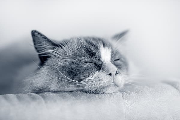 Un gato durmiendo sobre una manta.