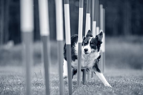 Un perro corriendo a través de un obstáculo.