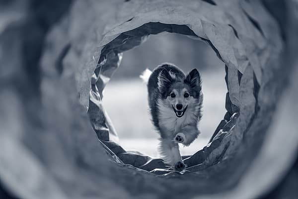 Un perro corriendo por un túnel.