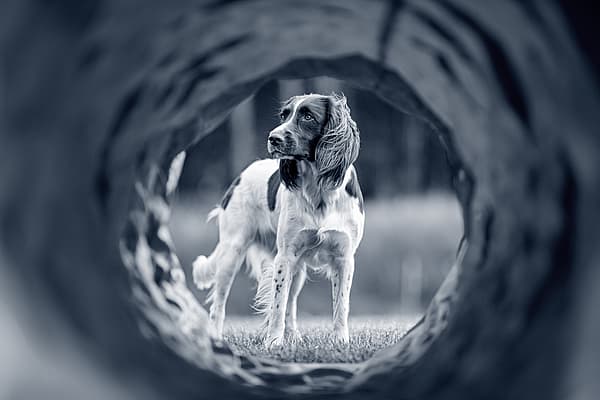 Un perro parado en un agujero.