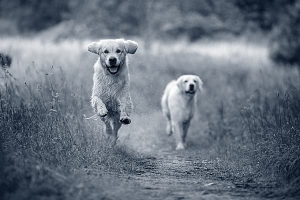 Dos perros corriendo por un camino de tierra.
