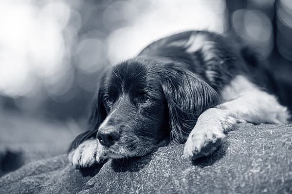 Un perro acostado en una roca.