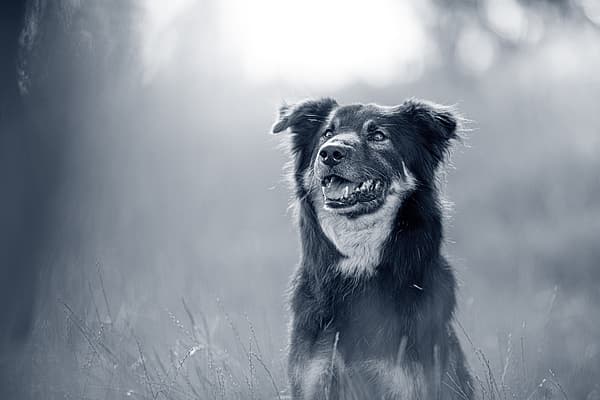 Un perro sentado en un campo.