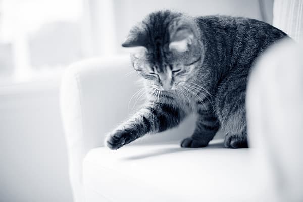 Un gato sentado en un sofá.