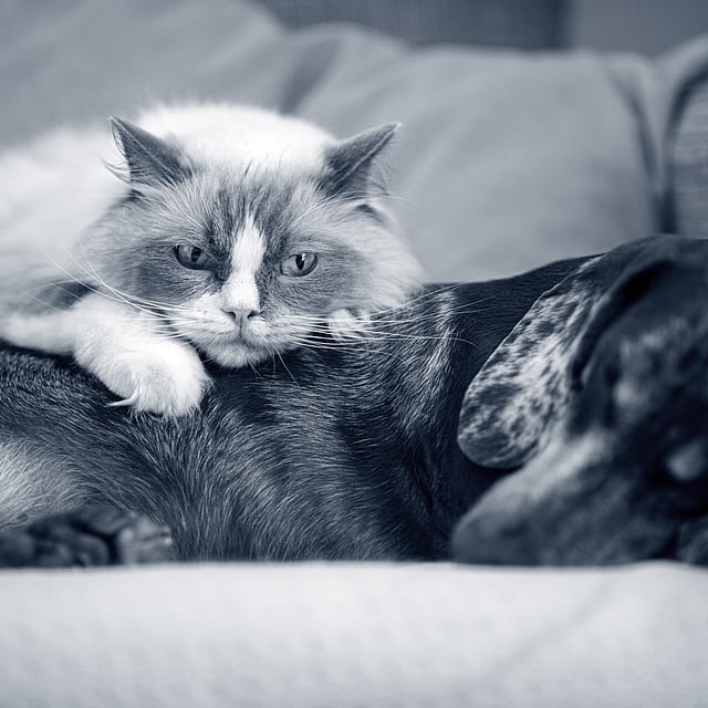 Un gato acostado sobre un perro.