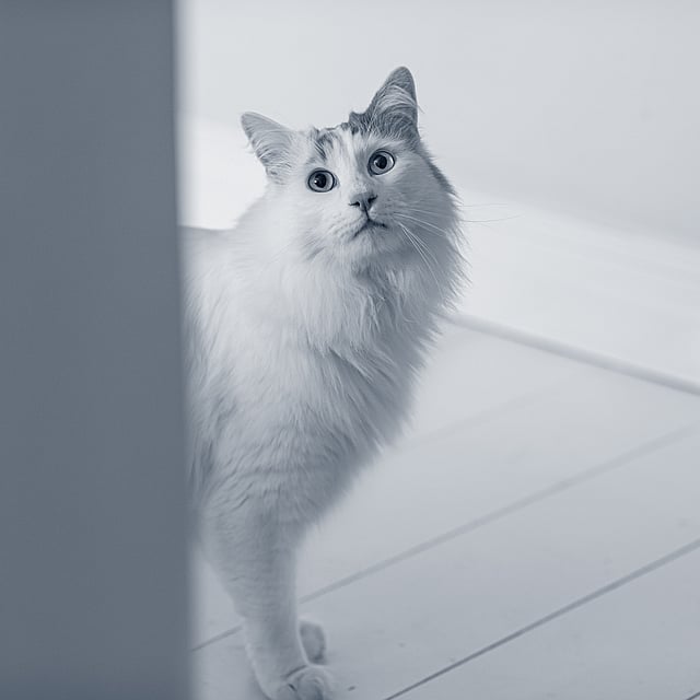 Un gato de pie sobre un suelo de madera.
