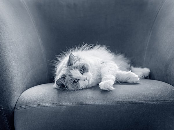 Un gato acostado en un sofá.