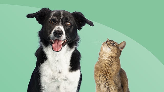 Un perro y un gato mirándose.