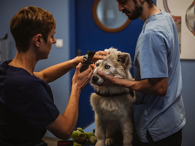 Una persona y una persona que mira a un perro.