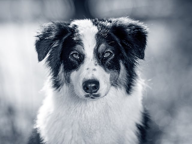 Un perro blanco y negro.