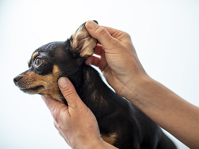 Una persona sosteniendo a un perro.