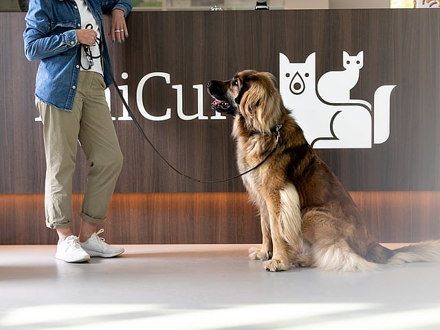 Un perro sentado con correa junto a una persona.