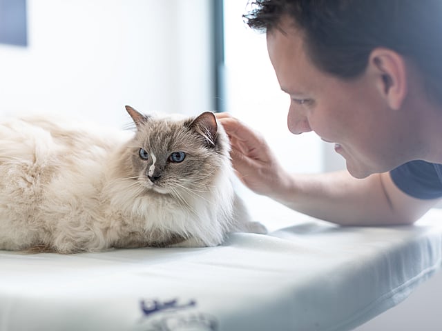 Una persona acariciando a un gato.