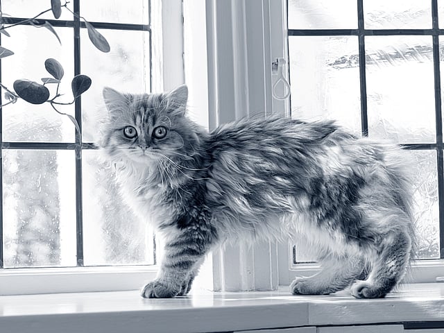 Un gato parado en el alféizar de una ventana.