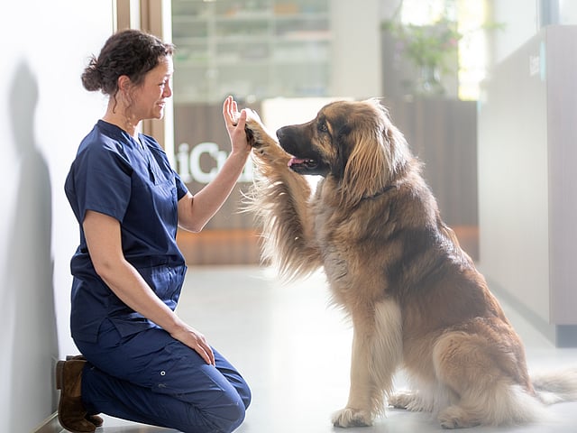 Una persona chocando los cinco con un perro.