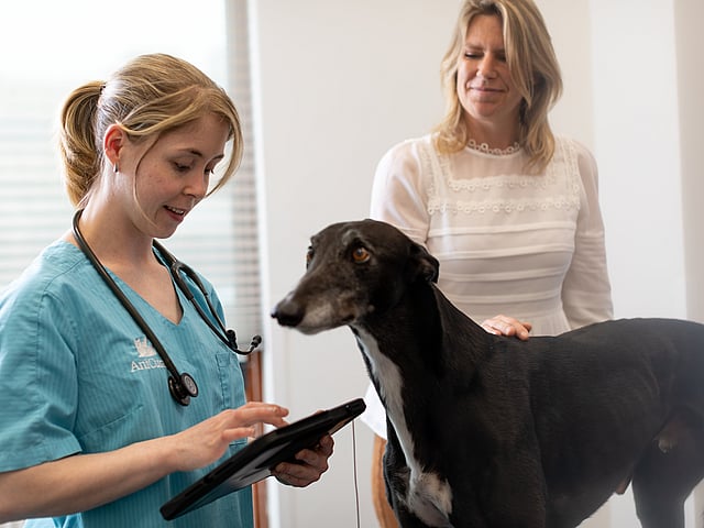 Una persona y un perro mirando una tableta.