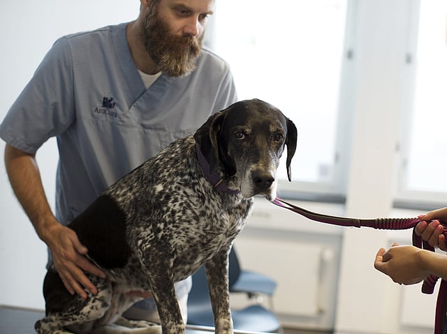 veterinarios con un gato grande