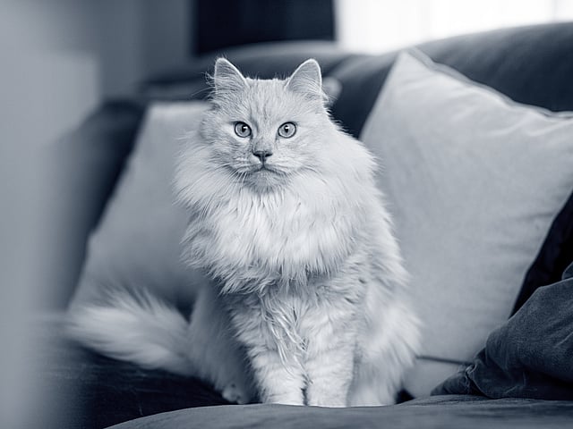 Gato blanco en sofá