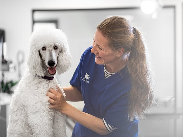 Una persona con bata azul acariciando a un perro blanco.