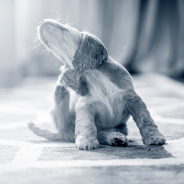 Un perro sentado en una alfombra.