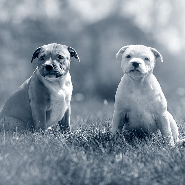 Dos perros sentados en la hierba.