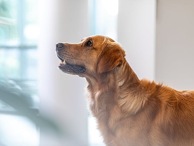 Un perro mirando hacia un lado.