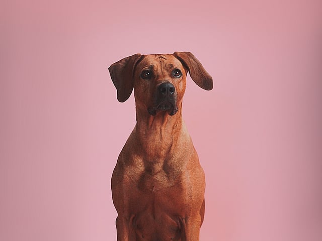 Un perro sentado sobre un fondo rosa.