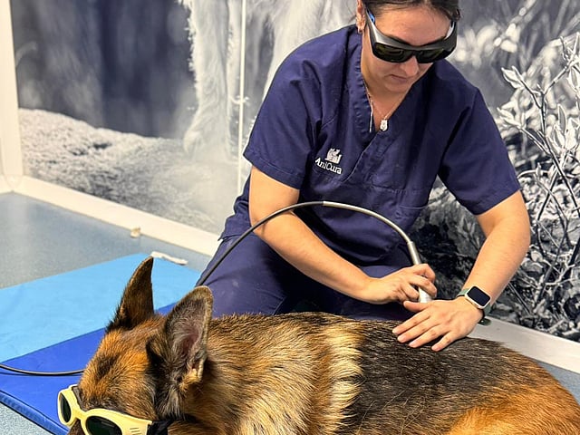 Una persona con gafas y un perro acostado sobre una colchoneta azul.
