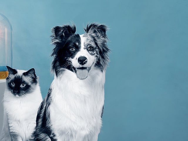 Un perro y un gato sentados uno al lado del otro.
