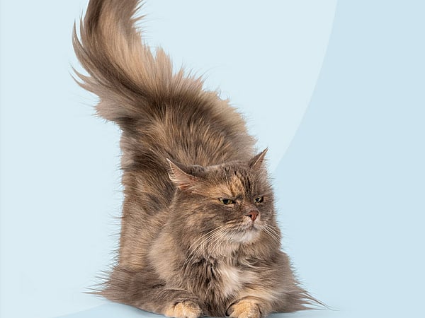 Un gato con una cola esponjosa.
