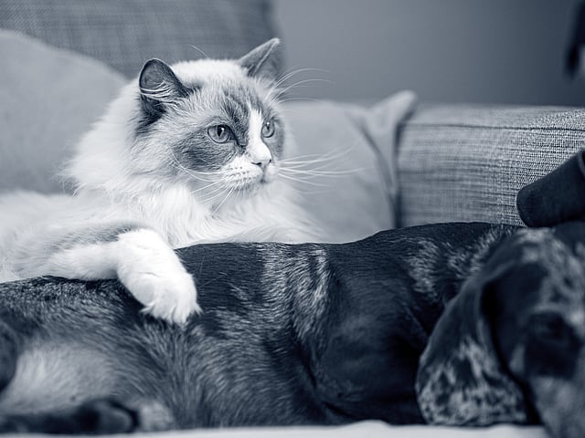 Un gato acostado en un sofá junto a un perro.