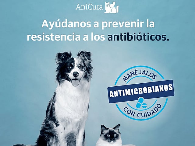 Un perro y un gato sentados juntos.