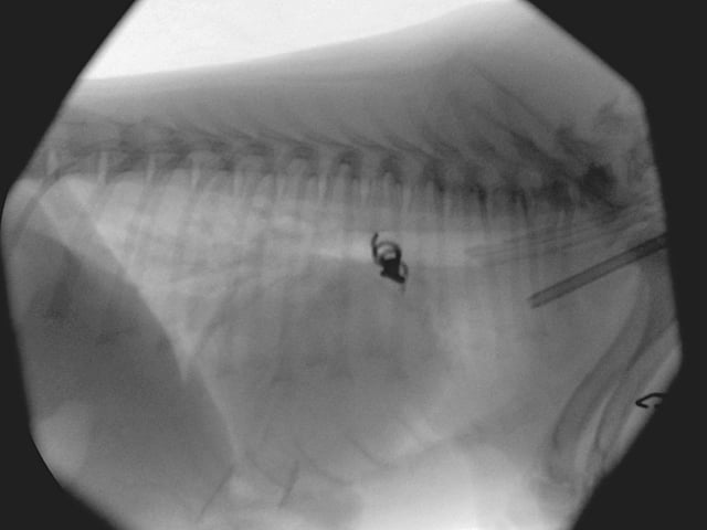 Radiografía de un perro.