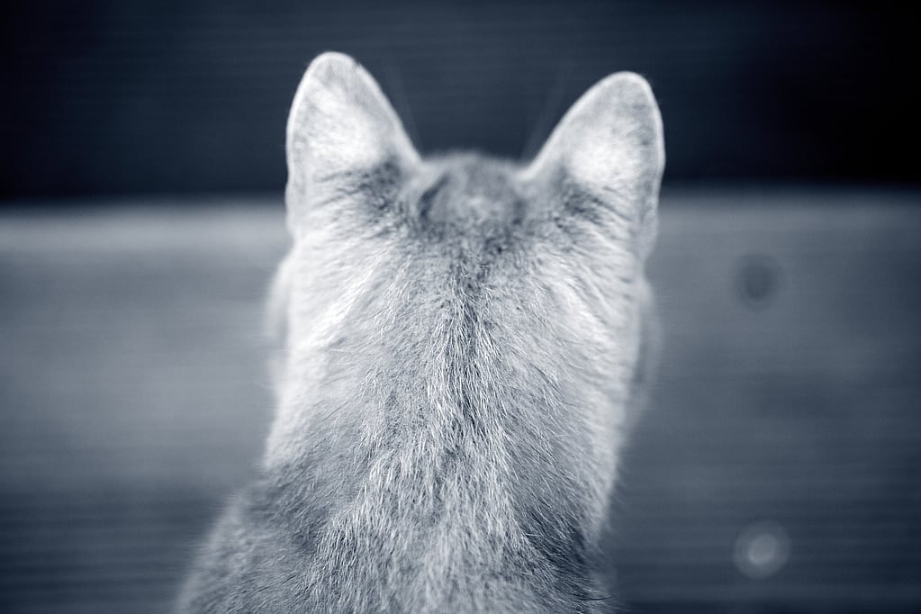 El lomo de un gato.