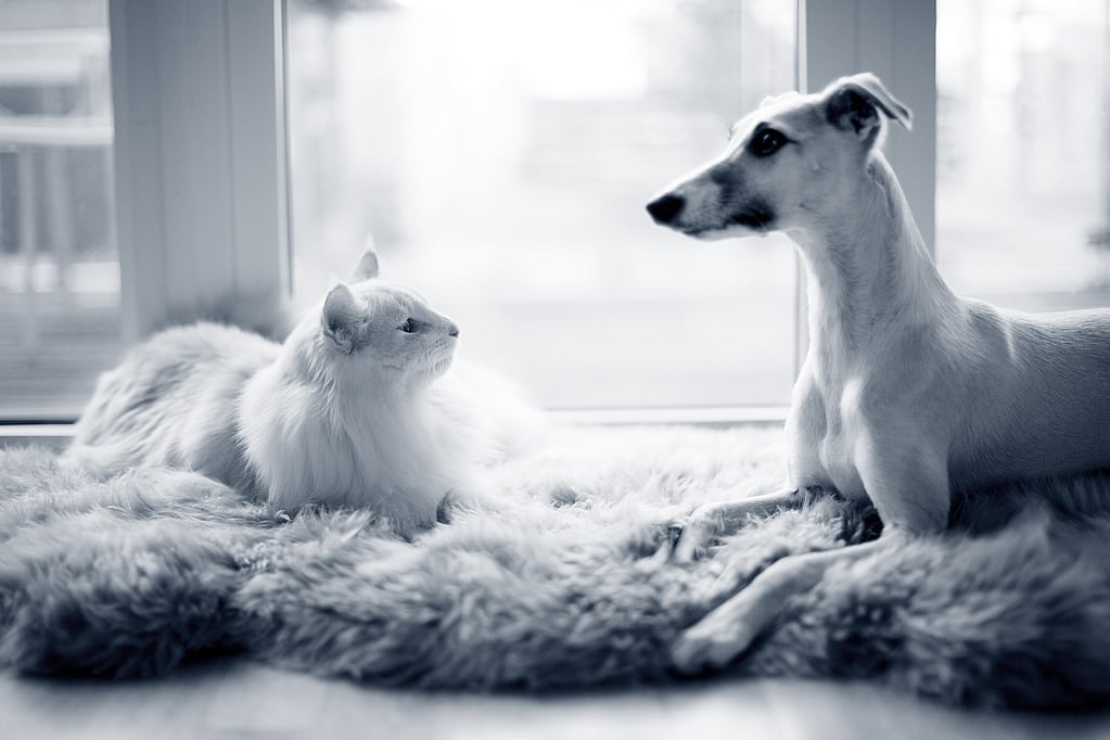 Un perro y un gato tumbados sobre una alfombra.