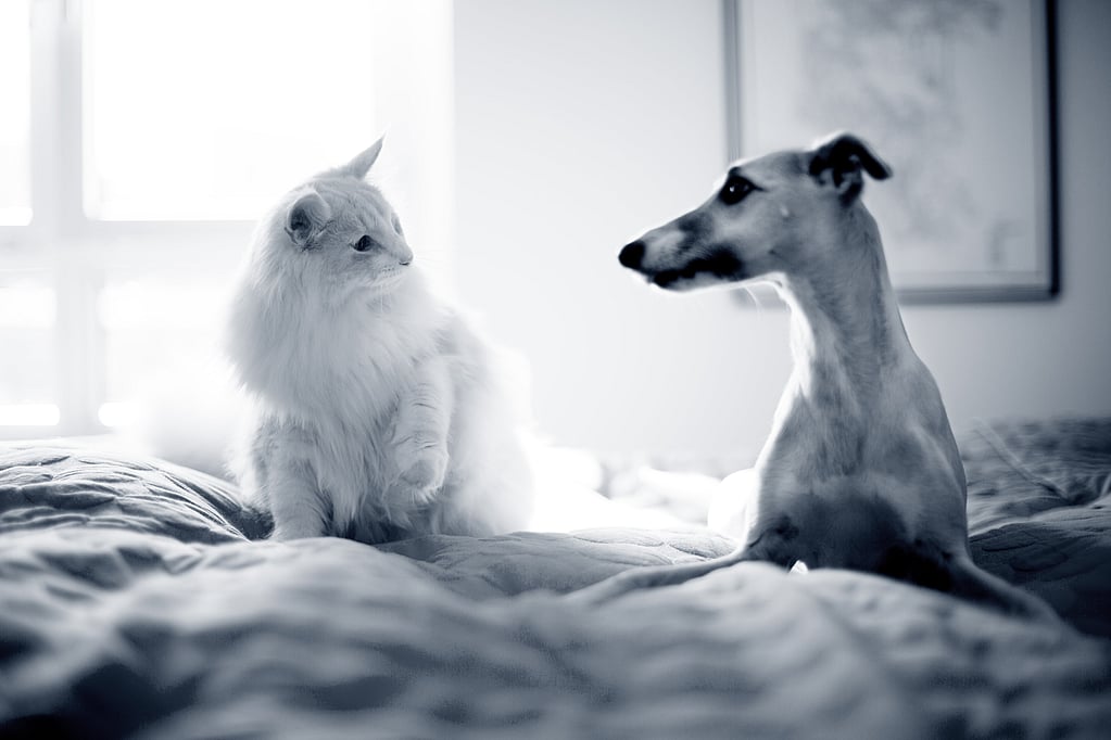 Un gato y un perro sentados en una cama.