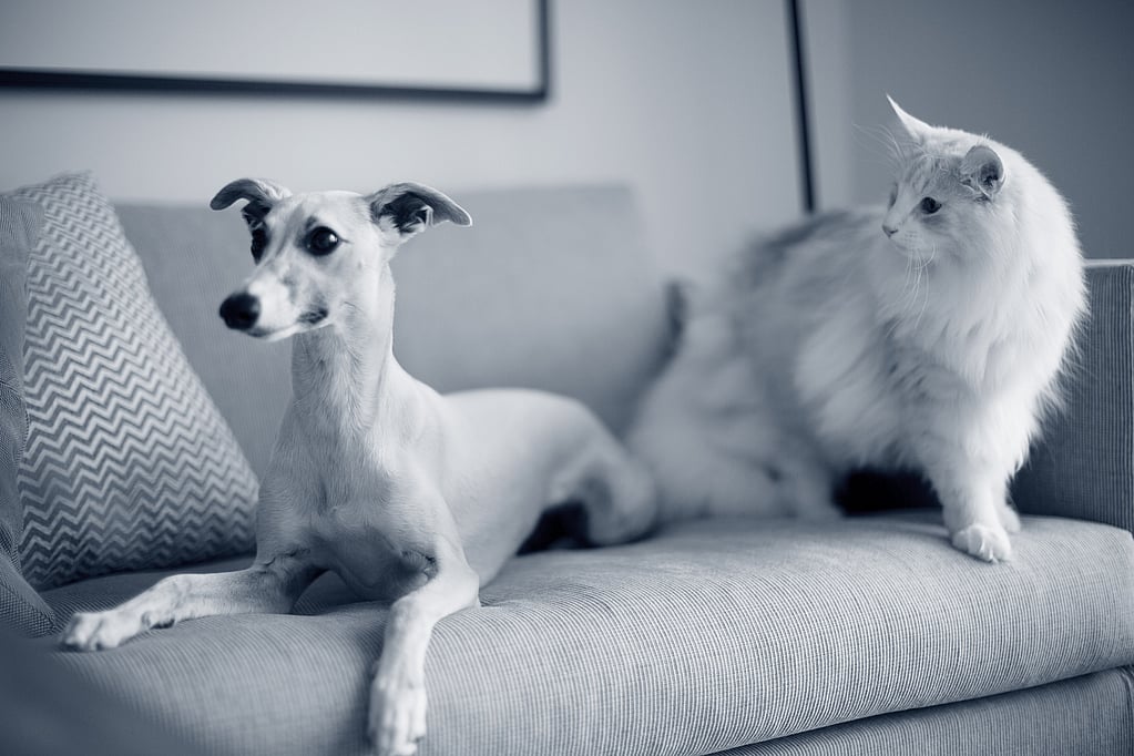 Un gato y un perro en un sofá.