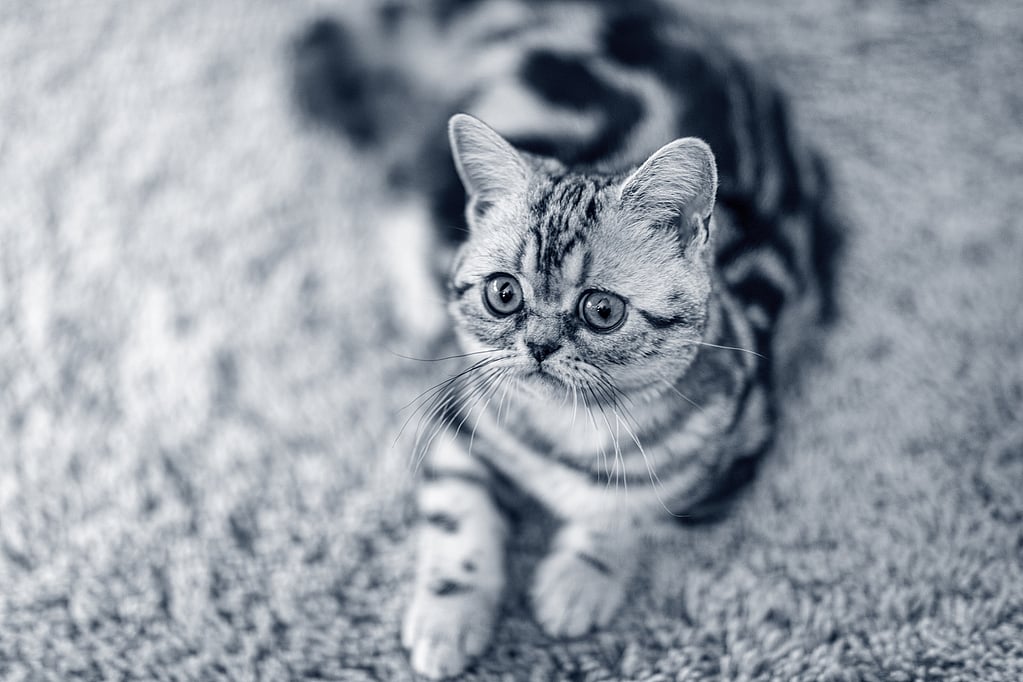 Un gato tumbado en la alfombra.