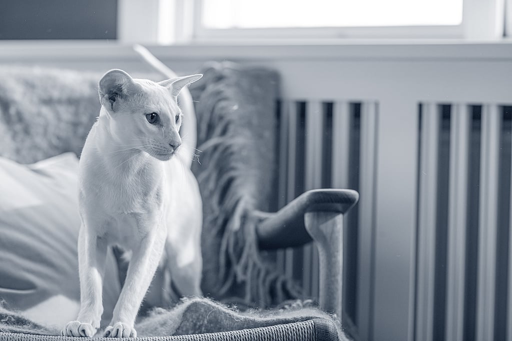 Un gato de pie en una silla.