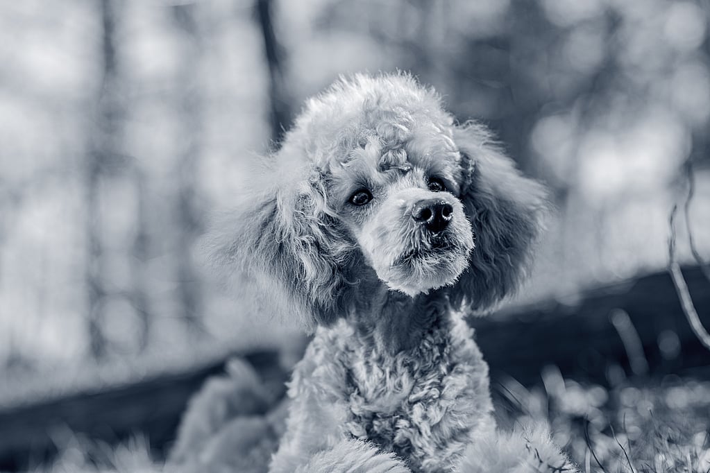 Un perro con pelo esponjoso.