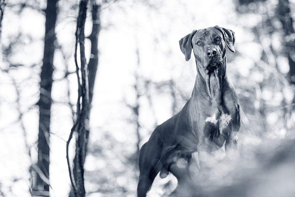 Un perro parado en el bosque.