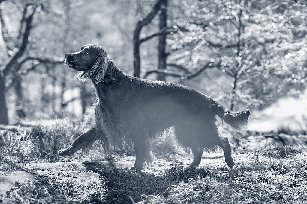Un perro paseando por el bosque.