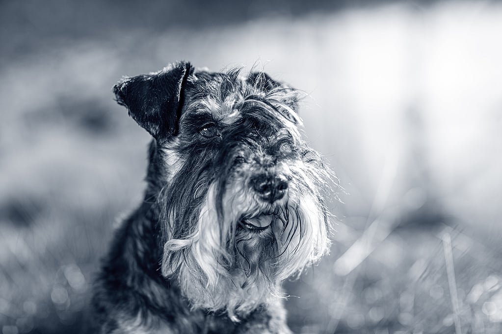 Un perro con un pelo esponjoso.