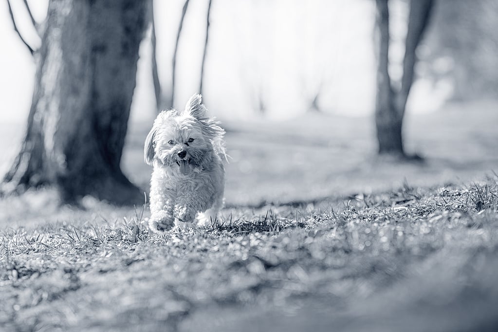 Un perro corriendo en la hierba.